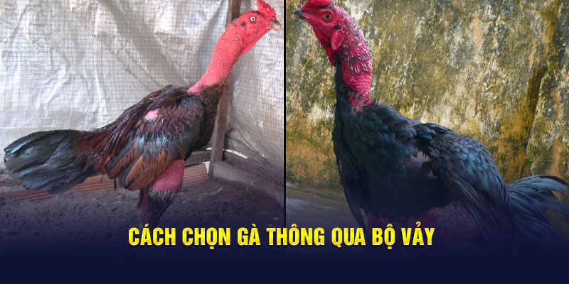 Cách chọn gà thông qua bộ vảy