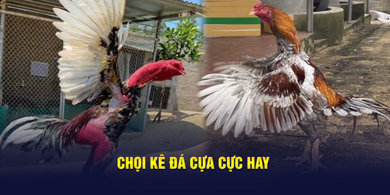 Chọi kê đá cựa cực hay