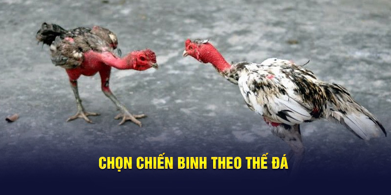 Chọn chiến binh theo thế đá