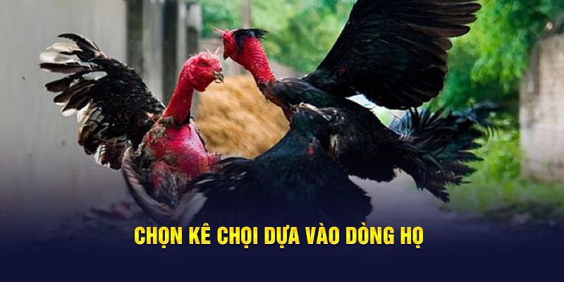 Chọn kê chọi dựa vào dòng họ